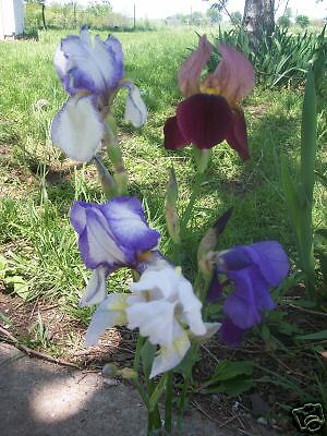 LOT 15 FRESH SPROUTED MIXED BEARDED IRIS ...