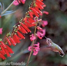 Firecracker Penstemon eatonii HARDY hummers 200 seeds  