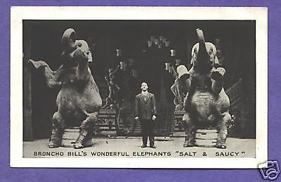 Y4353 Broncho Bills Elephants Salt & Saucy, postcard  