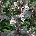 Penstemon digitalis HUSKER RED PERENNIAL SEEDS  