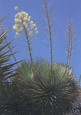 Yucca thompsoniana TREE YUCCA Hardy Exotic SEEDS  
