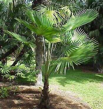 SPARPAKET 01   SELTENE TRACHYCARPUS PALMEN   18 SAMEN  