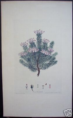 Henry Andrews: "Erica Ventricosa," 1794