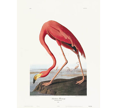 AMERICAN FLAMINGO by John James Audubon 24 X 15 3/4  